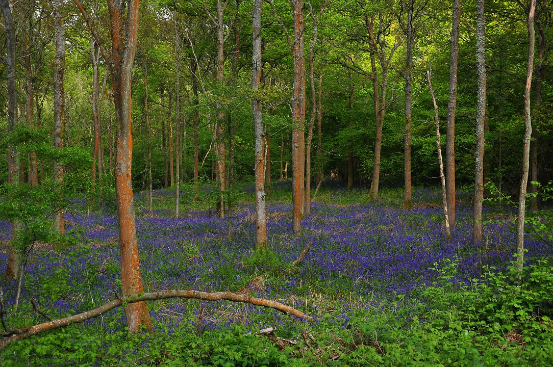 A bluebell wood