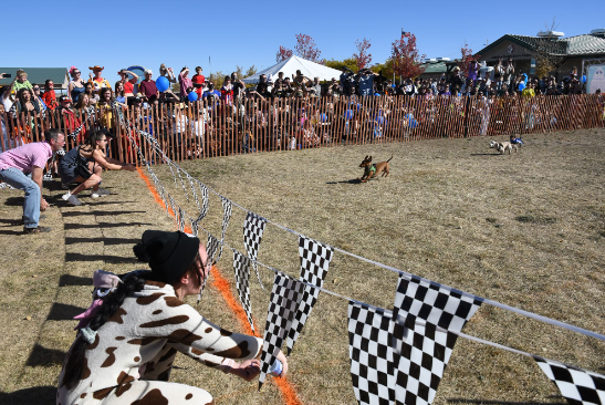 Dog race