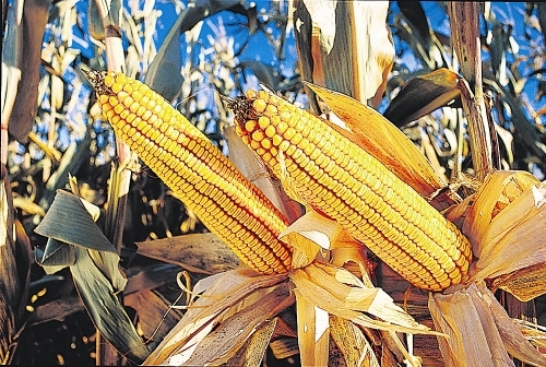 dried corn