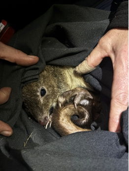 A small animal in a person's lapAI-generated content may be incorrect.