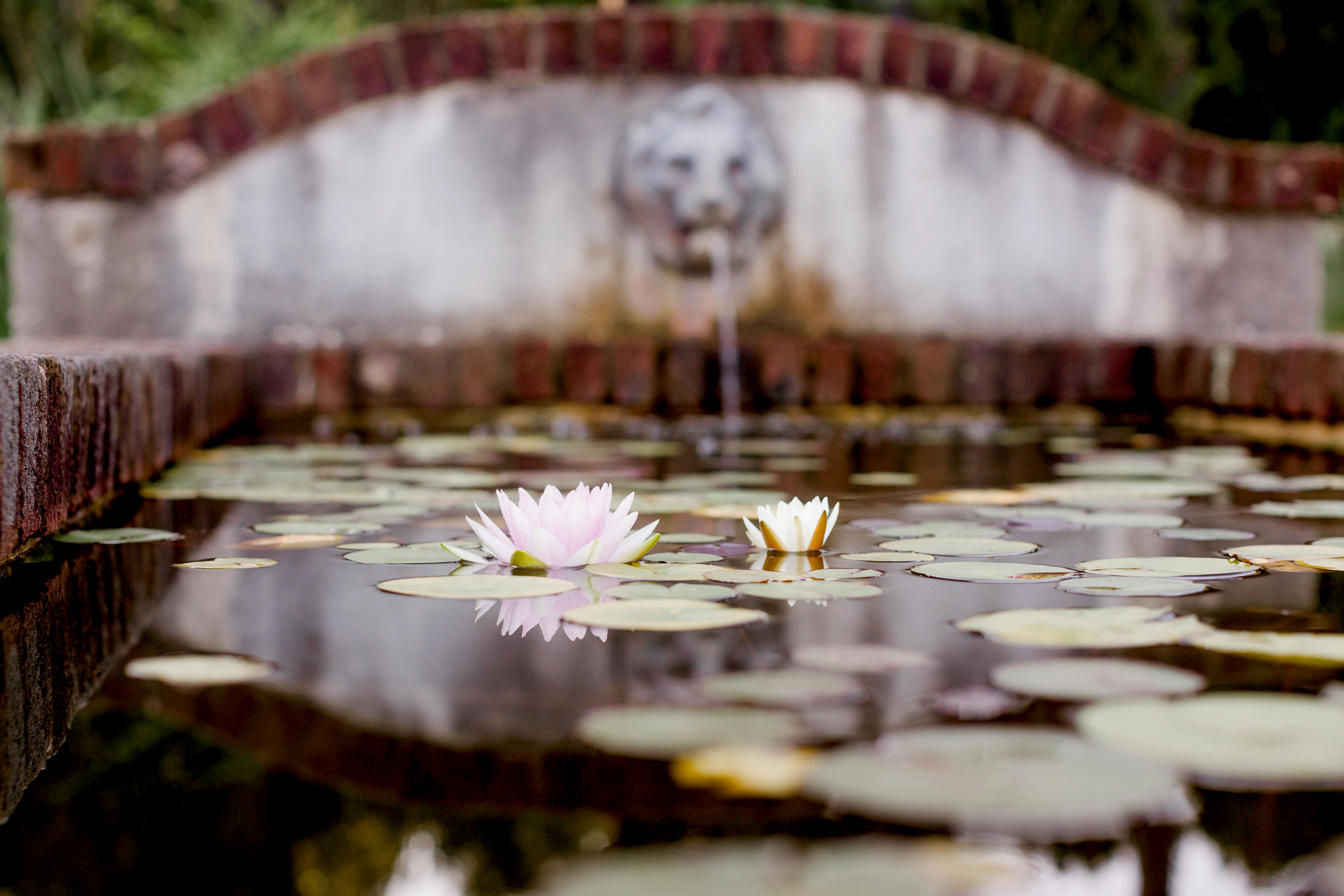 lily pads