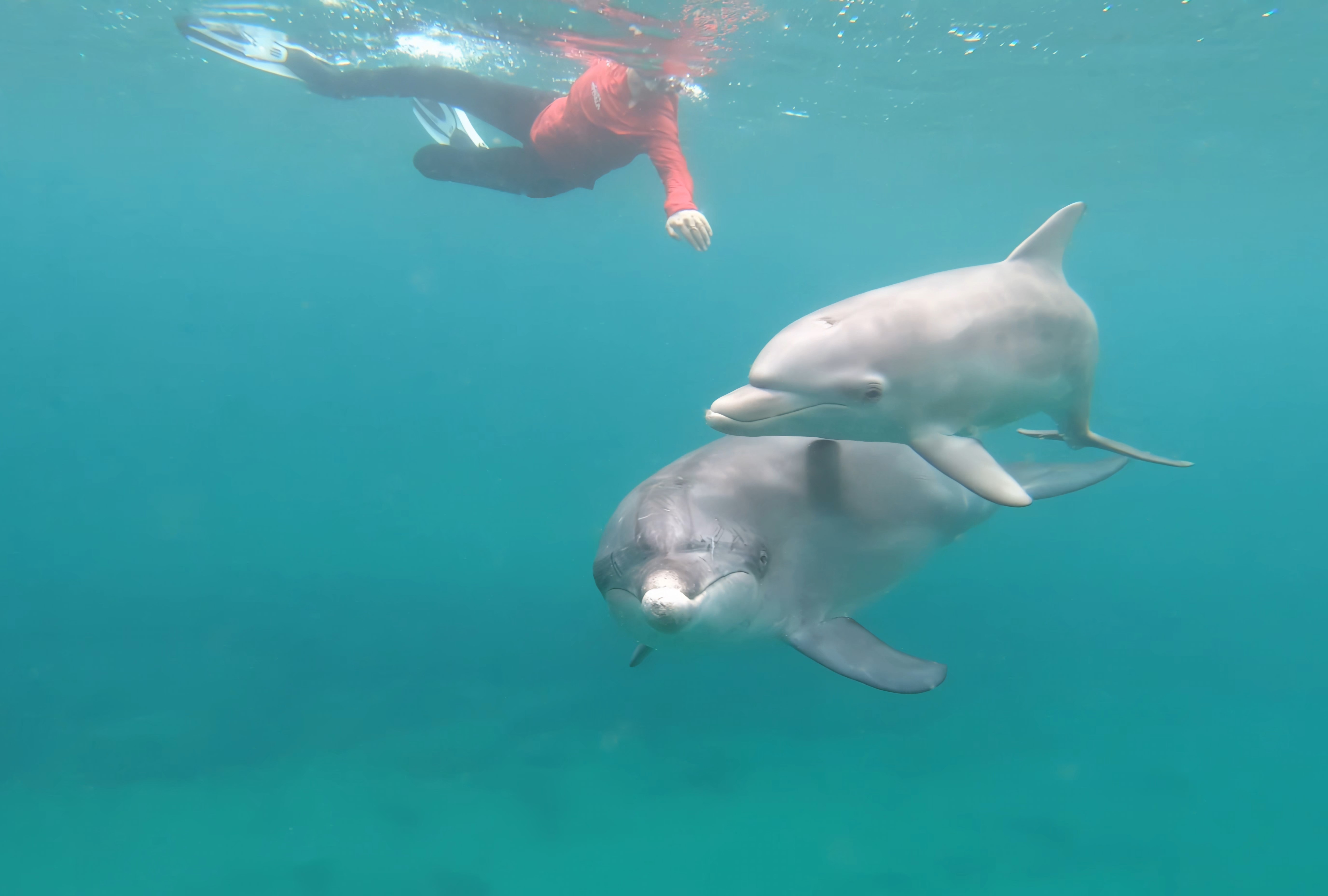 Volunteer Swim Tour underwater